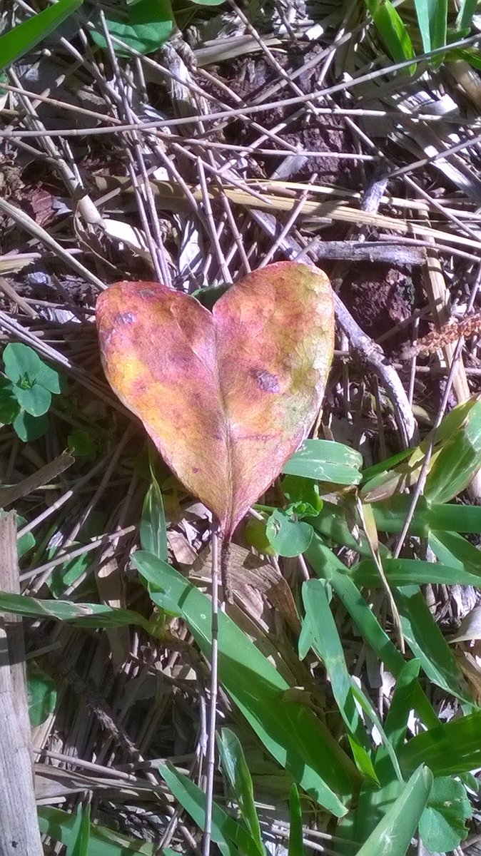 Robert Bode tweet media