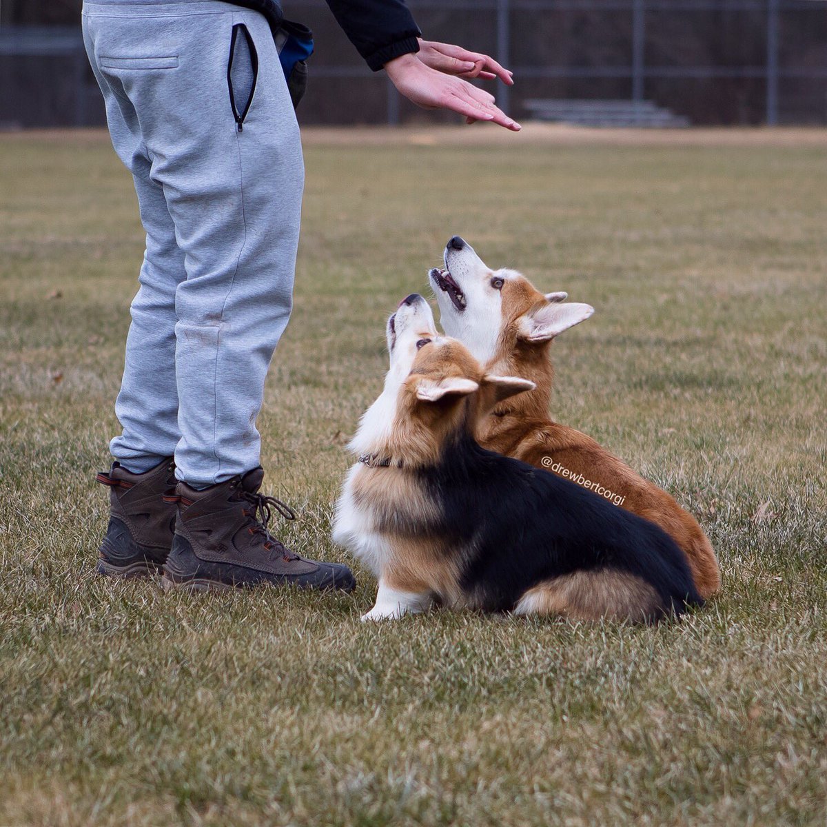 Find yourself someone who looks at you the way corgis do when treats are involved. 

#Drewbert #Sitbert #ItsMonaTime #ToTrain
