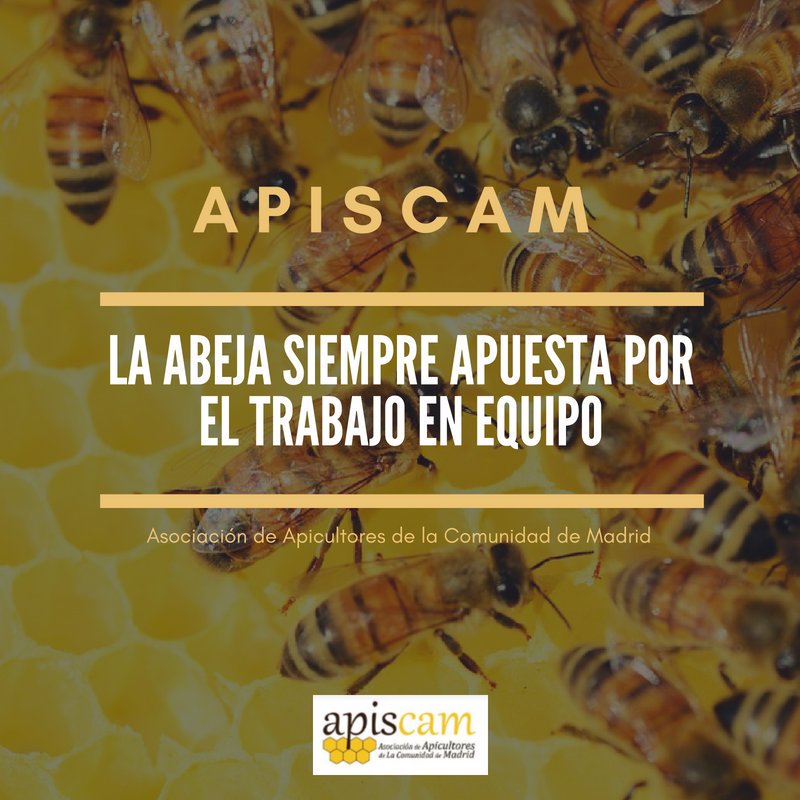 ApiscamMadrid's tweet photo. Date de alta en nuestra asociación y entra en contacto con la #apicultura. Te vas a sorprender de lo mucho que engancha 👉 https://t.co/xW7fj4dmOy   

#SomosApicultores #abejas #apicultura #cursos #formación #bee #naturaleza #MedioAmbiente https://t.co/lMPnFp3Byg