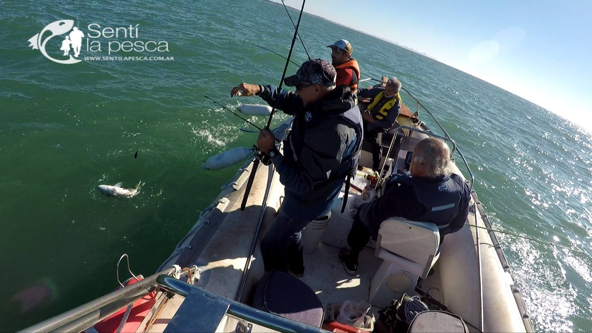 Sentilapesca's tweet photo. #Pescaembarcada en #MDQ la zona del banco de pescadores y la restinga. La idea era "trolliar" en busca del #pezlimón, esta vez no se dio, de todos modos salió una linda #pescavariada con carnada natural y artificiales
Gentileza Miguel Vinciguerra @sitontop1 https://t.co/RVWTKr2Dfi