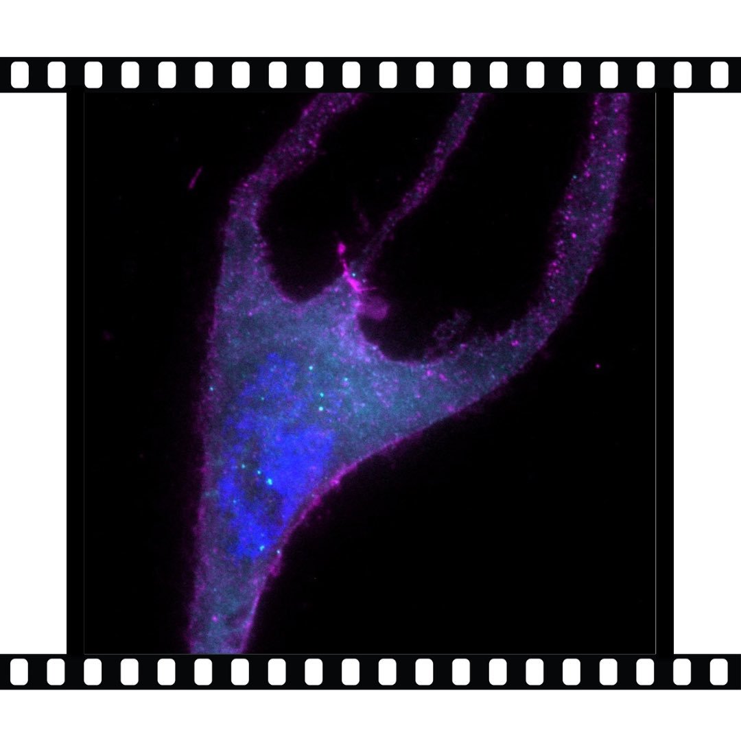 LabCutSciFilms's tweet image. Poseidon’s trident, a fork for your lunch or human cells under the microscope? At our workshop you will have the freedom to use your science to tell whatever story you like! 📷 @pixycus #labcut #scienceonfilm #bioart #lunchtime #hungry