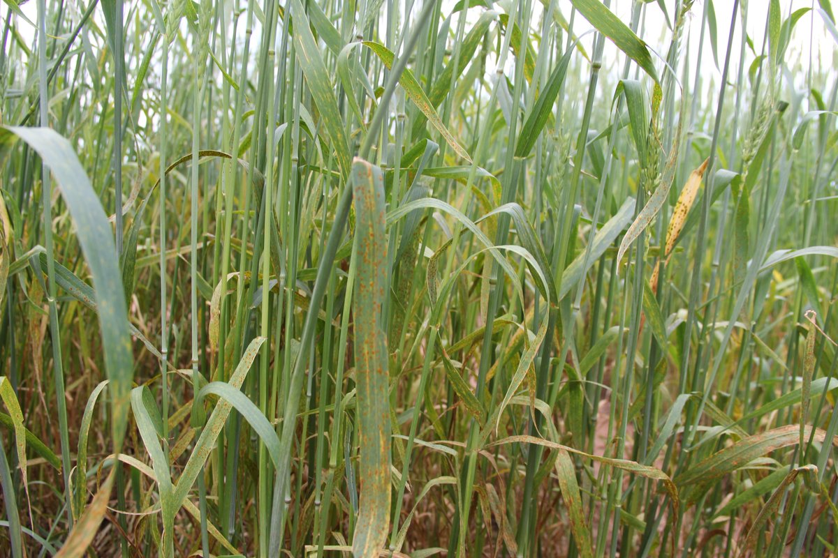 Tadele18's tweet image. Uniformly very good leaf rust infection on triticale field screening for the second year at Burneyville, OK.