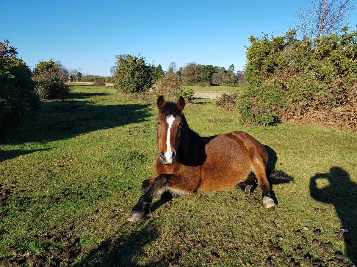 Fancy a #MidWeek #break? We have availability so give us a call 07789438101 for our best deals #travel #traveltuesday #NewForest #comeseeforyourself #treatyourself #youwontregretit