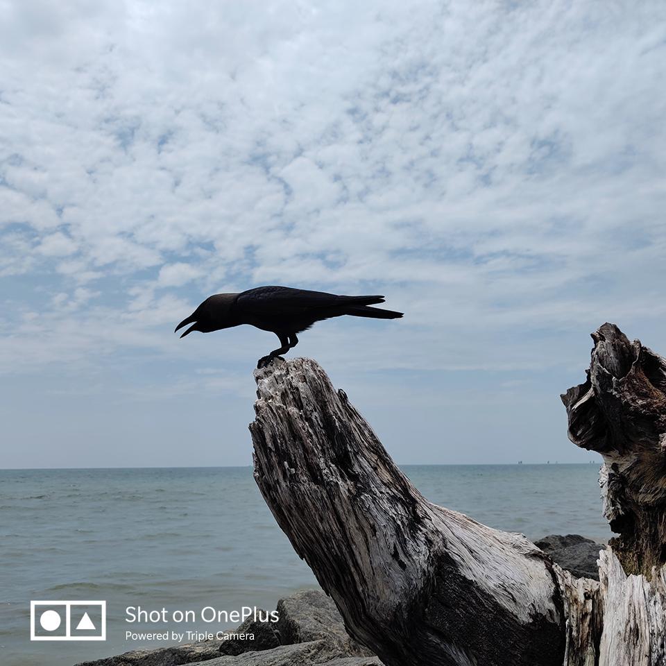 oneplus tweet picture