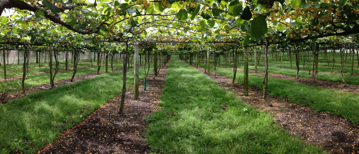 BrianTCutting's tweet photo. Glasshouses, netting, and covers can be helpful for crop production, but can cause problems for #bees and #pollination. We put RFID tags on honey bee workers under netting to see exactly what was going on: https://t.co/ugzWH4q42s @LisaEvansNZ @mateusz_NZ @plantandfood https://t.co/OEXdyHBzpY