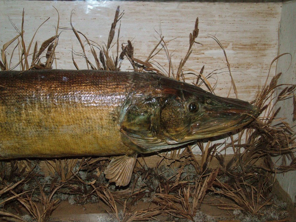 AncientHouseMus's tweet photo. 'Came for Tom Paine stayed for a v. big pike!' There's more to us than Thomas Paine, as this visitor found out. As one of Thetford's most famous sons, there's nothing fishy about Tom! #VisitorComments #ThomasPaine #ThetfordLife #Fishing #Pike https://t.co/k7v2vE0TH9