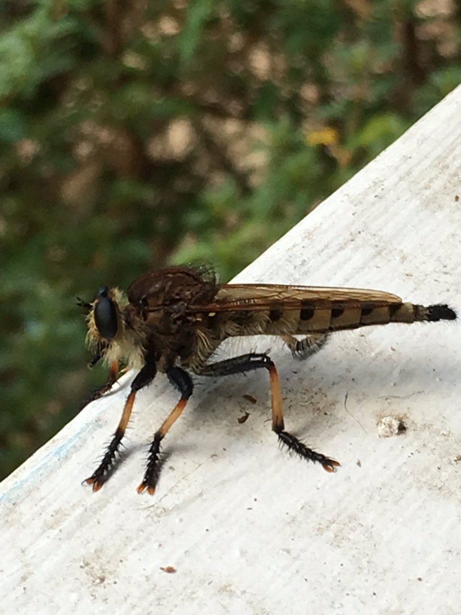 Happy #WorldRobberFlyDay from this one on my porch rail last September 😁