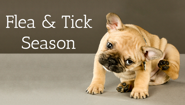 TriStateK9LLC's tweet photo. Flea and Tick Season Tips - https://t.co/A8oUFjVM03 https://t.co/5hPAKpnRJH