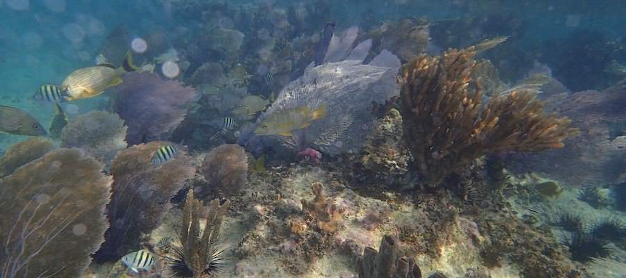 WorldsBestNews's tweet photo. Belize triples protected sea areas
The small Central American country Belize triples the size of its protected marine areas. The expansion limits fishing and protects coral reefs.
#Goal14 #SDG14 https://t.co/YoqFBkWeJk