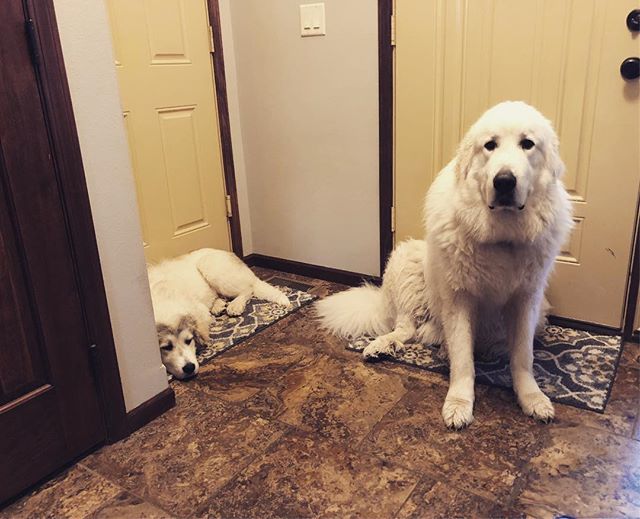 Best thing about having a sister? She can help me block the exits when the humans are ready to leave for the places they call work and school for the day #teamwork .
.
.
.
.
#humphreythepyr #mavisthepyr #sistersandbrothers #greatpyrenees #greatpyreneesof… bit.ly/2PLtrWh