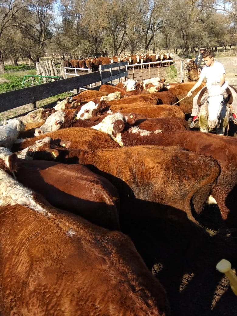 Ver imagen en Twitter