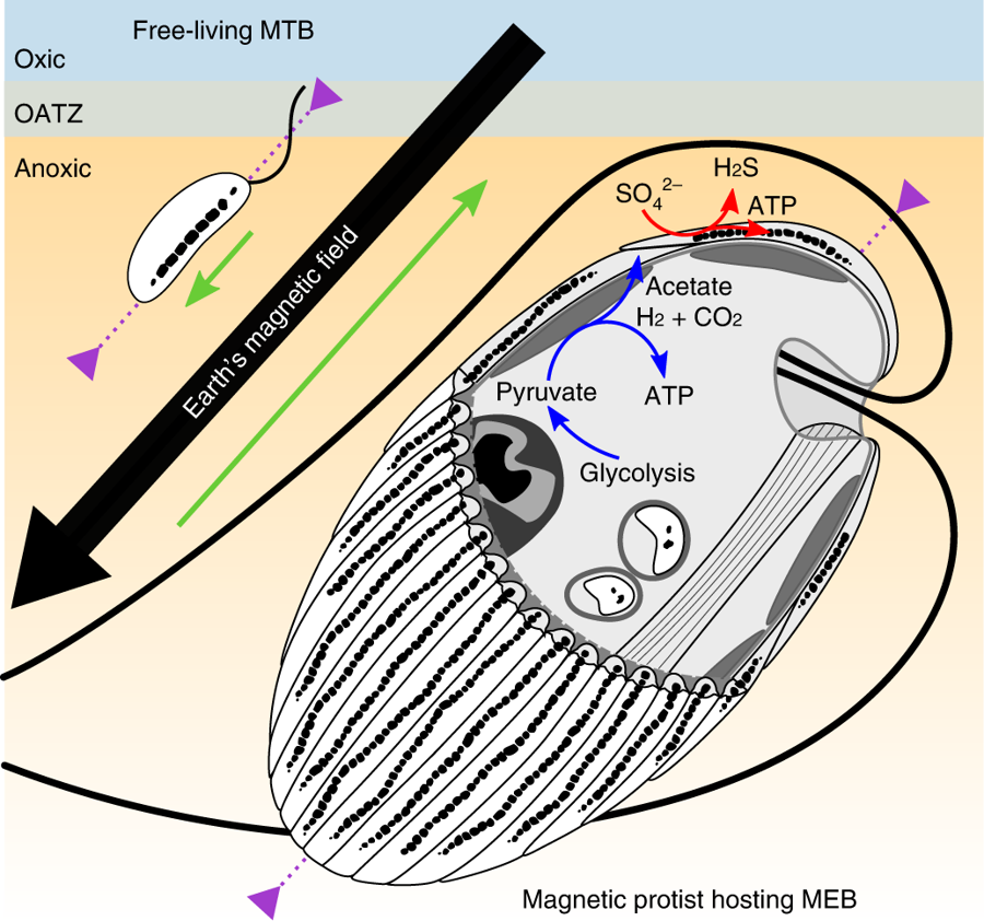 protistologists's tweet photo. Ectosymbiotic bacteria at the origin of magnetoreception in a marine protist: Caroline Monteil et al. https://t.co/4GatOcPBi3 #protists #symbiosis @DEEMteam_Orsay https://t.co/Z9b4lvUaUK