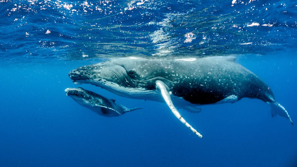 VidaBuceo's tweet photo. Celebrate Mother’s Day with Marine Mammal Moms https://t.co/uBcG3Ni8Cl https://t.co/yFrQzaDgwd