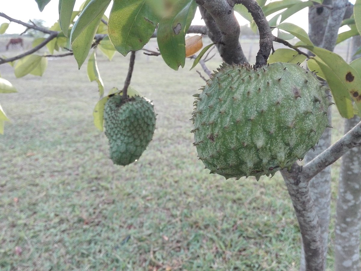 ZaidAlvarez7's tweet photo. Aquí van creciendo los frutos que servirán, entre otras cosas, para hacer jugo.

Desde hace mucho tiempo dejamos a un lado los refrescos y nos enfocamos en esto: plantas frutales.

Aprovechemos los espacios que tengamos para cultivar algo.

#OfensivaCultural2019 https://t.co/3t3d1GBQa0