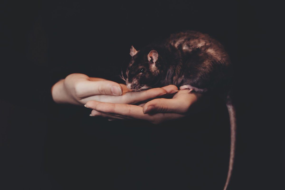 MedusaClone's tweet photo. Rats play an important role in Cult of #Medusa  society. It's chief enforcer, named Rat King, is chosen after a  ceremonial battle-royale death fight between 12 rats. Somehow the psyche  of the surviving rat is transferred to Rat King.

#horrorbooks #TheMedusaClone https://t.co/LNmRpjXuh6