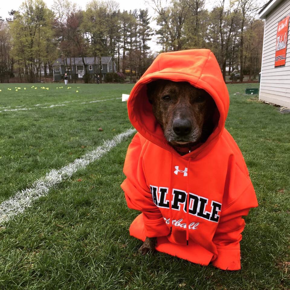 WalpoleHSSoft's tweet photo. 🚨MISSING🚨
This “Rebels Mascot” collar was hanging on our dugout in memory of our girl Biko who we lost earlier this year. Sadly, it was stolen last Thursday night after our practice. We’d really appreciate its return, no questions asked. Please share and keep an eye out 🙏🏽 https://t.co/9x7nNt0A9A