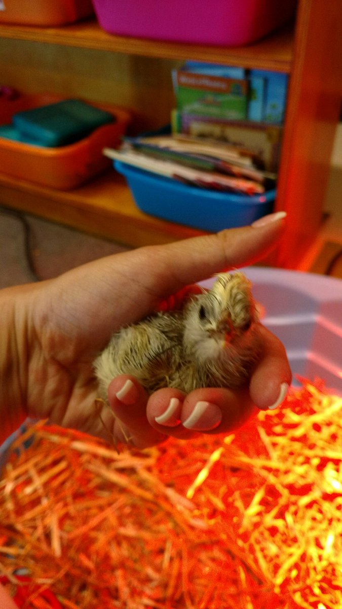 #firstgrade has our first chick! <a href="/ScottHargrove4/">Scott Hargrove</a> <a href="/TCSPublic/">TullahomaCitySchools</a>