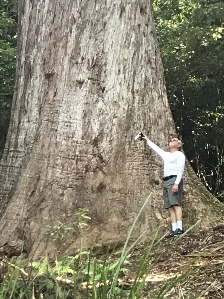 KambergSharon's tweet photo. @GaffreyGrade2 Hello Mates!  We have giant Sewuoiad in Cali Australia has giant Talliw trees.  They look a lot like eucalyptus trees to me! https://t.co/o6DruTXAcc