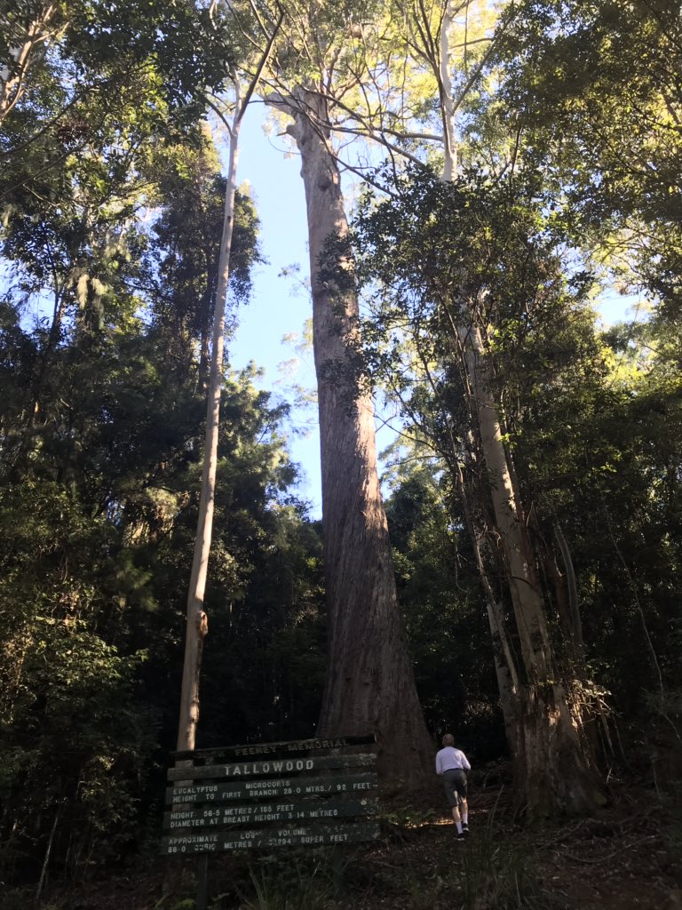 KambergSharon's tweet photo. @GaffreyGrade2 Hello Mates!  We have giant Sewuoiad in Cali Australia has giant Talliw trees.  They look a lot like eucalyptus trees to me! https://t.co/o6DruTXAcc
