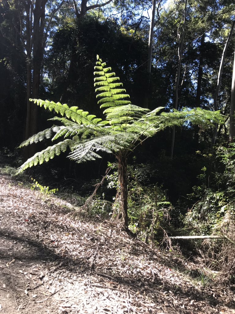 KambergSharon's tweet photo. @GaffreyGrade2 Hello Mates!  We have giant Sewuoiad in Cali Australia has giant Talliw trees.  They look a lot like eucalyptus trees to me! https://t.co/o6DruTXAcc