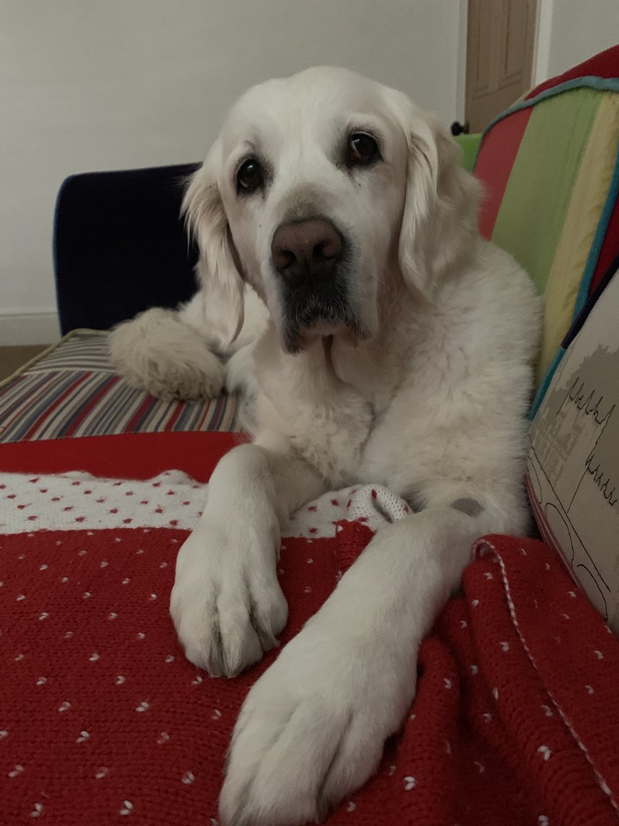 MuttsButts's tweet image. I don’t understand? Why is Jon Snow not being kindly to Ghost?? After everything he’s done !? Perplexed and sad.  Not even a little pat 😢😩#gameofthrones