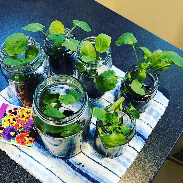 LissBEE_CPSP's tweet photo. Two weeks later and these 🌱🌱🌱are still alive 🤘🥰🥰🥰 @maree.brunner can you believe it?! #NotSureHow #BrownThumbedGardener https://t.co/97XugYdEU0