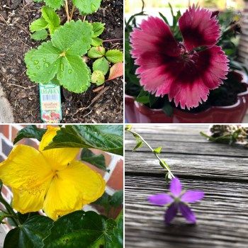 MSOM_Blog4Moms's tweet image. This looks like a fun science project. #science #homeschool Fibonacci Nature Detectives buff.ly/302cuLL