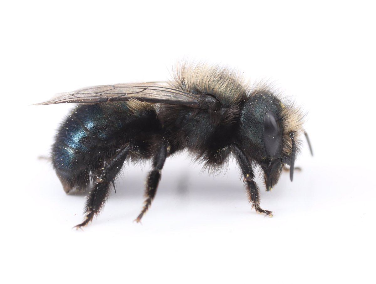 BeesBackyard's tweet image. While Osmia lignaria (the blue orchard bee) might be the most famous mason bee in North America, it is only one of ~150 mason bee species in this region, one of ~350 mason bee species worldwide.