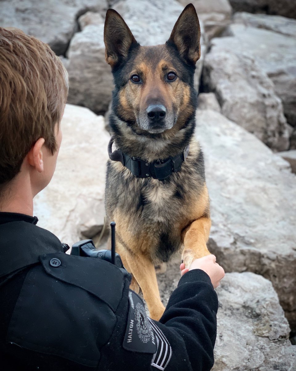 We are devastated to share that our universally loved PSD Parker has passed, and our thoughts are with his best friend and handler, Sgt. Tara Vivian.

We are incredibly fortunate to have had such a loyal member amongst us, and had hoped for many years of restful retirement. ^jh