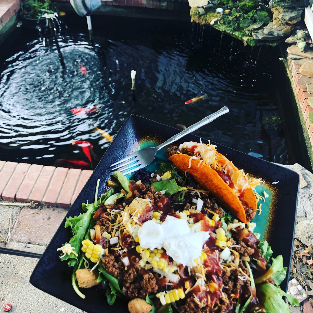 SnipingForDom's tweet photo. Happy #TacoTuesday from me and dom we chilling out by the #coyfish pond https://t.co/rR0Vw0khM9