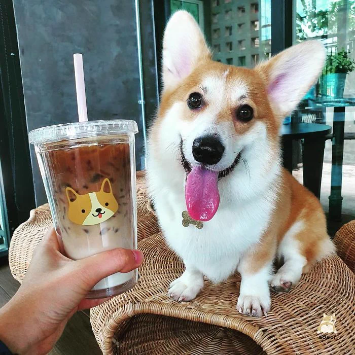 バンコクのコーギーカフェが癒される！あっちもこっちもコーギーｗｗｗ