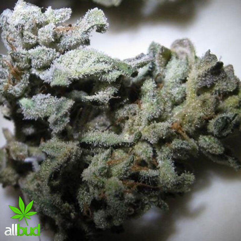 All_Bud's tweet photo. The Lowryder Strain has a 20% THC and credits its origin to a man who is popularly recognized as the Joint Doctor. https://t.co/n1XGayo0AA #allbud #Lowryder #hybrid #indica #sativa #medical #enjoylife #healthy #medicalmarijuana #legalization #legalizemarijuana #healthylife https://t.co/4QVlcOSK6b