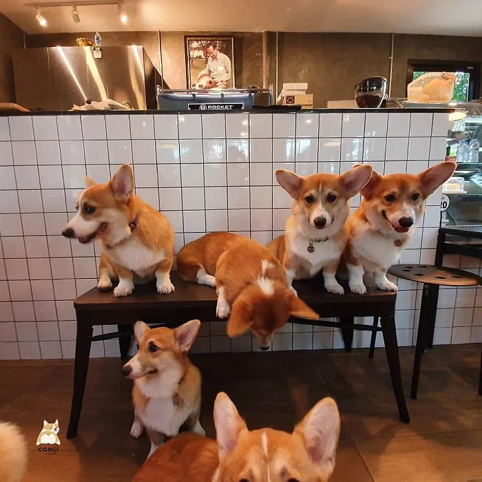 バンコクのコーギーカフェが癒される！あっちもこっちもコーギーｗｗｗ