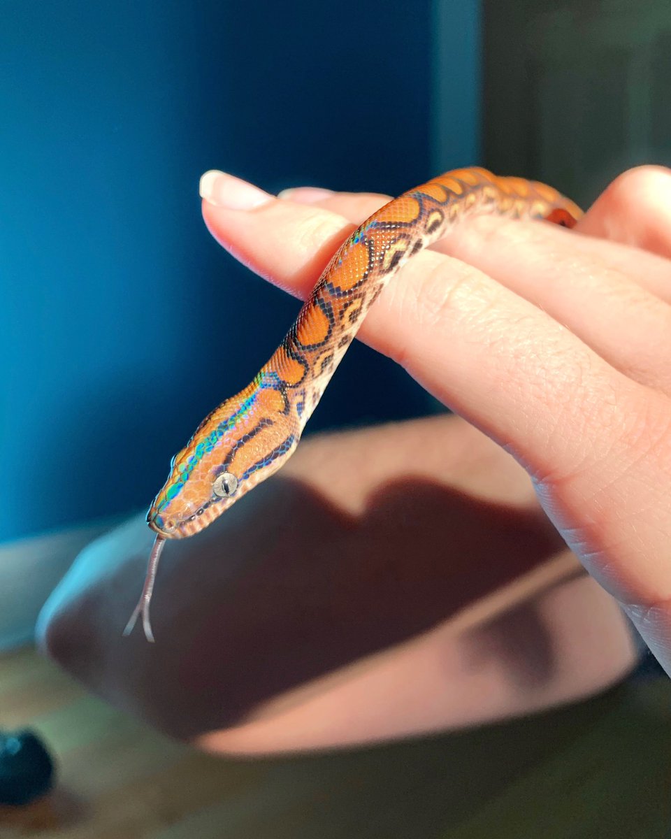 _maggiemcguire_'s tweet image. she’s prettier than me ✨🌈🐍
#snakemom
#brazilianrainbowboa