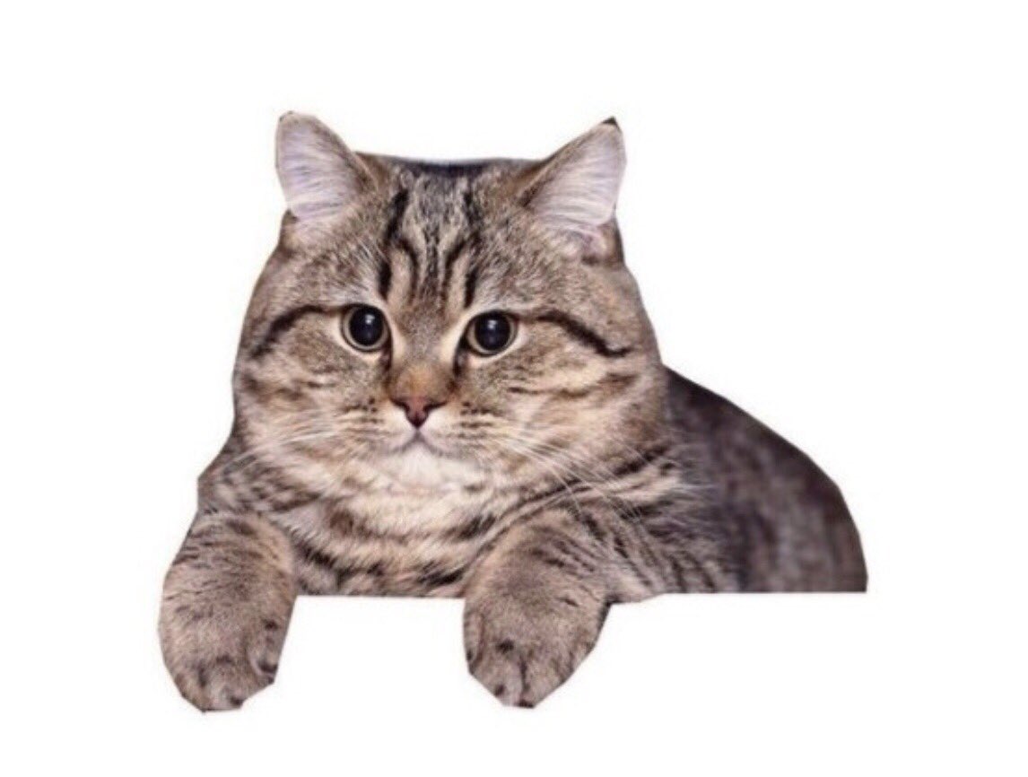 Кот мем. Вот я например кот а чего добился ты. Внимательный котик. Живу ради кота. Бросил ради кота.