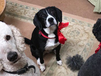 OneStopAllDogs's tweet photo. MISSING 6/5/19: MOLLIE
Female Collie X
#Tiffield Pocket Park, #Towcester, #Northampton, NN12
Adult. Black and White. She could have gone down Badger Sett
Please Contact 07739479077 With Any Info/Sightings https://t.co/iX6byqoNQh