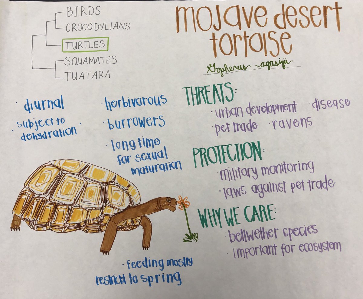 breeput's tweet photo. #herpetology students creating visual conservation campaigns for some threatened/endangered CA herps. Super creative and fun! #LastDaysOfClass #StopIntroductionsNativesNeedToFunction #PesticideIsFrogHomicide https://t.co/i9mV3EuFKm