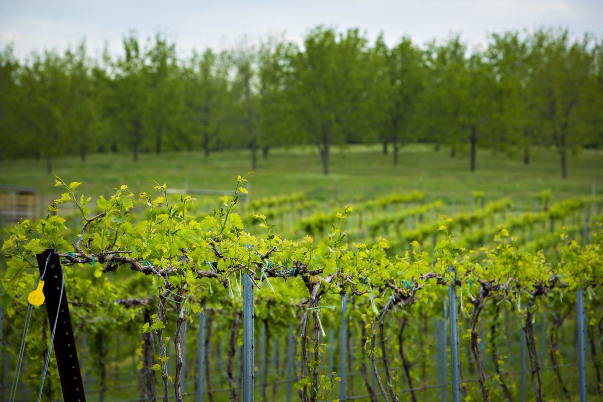.@grapemeg and Nicholas Frost will explain and demonstrate the establishment of a new vineyard at the Horticulture and Agroforestry Research Center (New Franklin) on Friday, May 31. Topics include cost implementation and the best wine grape varieties. calendar.missouri.edu/event/vignoles…