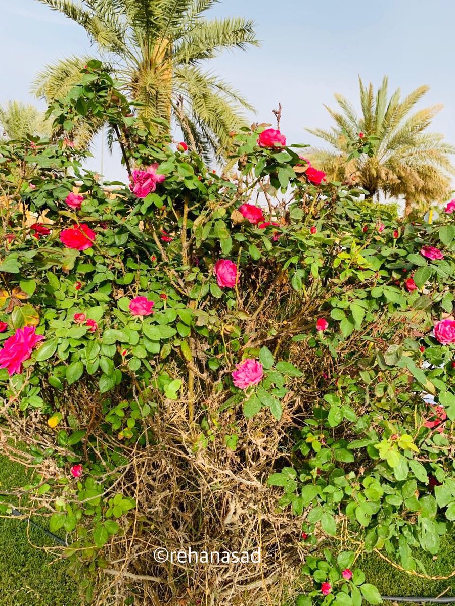 mrehanasad79's tweet photo. Pink Rose with date palm trees sighted somewhere at a hospital campus in #Arraas city of central #SaudiArabia #Datepalm #Flowers #Trees #LookingupatTrees #Urbanplantation #Flowersclicks @GardenLiveNow @EvolveLeadLove @TreeHugger @ArenaFlowers @TreesforCities https://t.co/Sx2JISyIzI