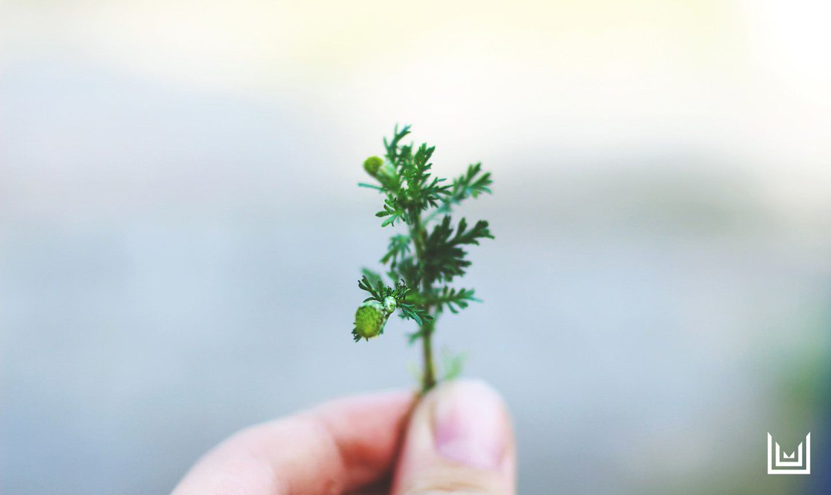 It is SO important to maintain bodily homeostasis! 🌿🌱

#Endocannabinoids are arguably one of the most widespread and versatile signaling molecules known to man!
.
. 
#ComfortByVergence #HerbalMedicine #NaturalHealing #Nutraceuticals #HealthyBody buff.ly/2Ko1950