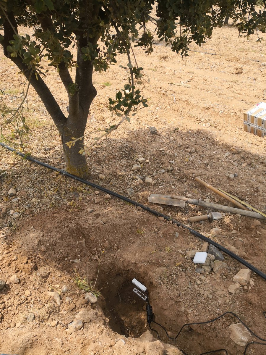 Alejandro_nch0's tweet photo. Instalando sensores de humedad y temperatura, para realizar una buena gestión del riego. #truffle #melanosporum #irrigation #sensors https://t.co/5IoUmH76jP