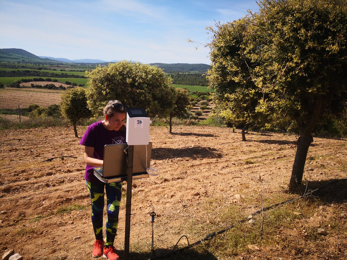 Alejandro_nch0's tweet photo. Instalando sensores de humedad y temperatura, para realizar una buena gestión del riego. #truffle #melanosporum #irrigation #sensors https://t.co/5IoUmH76jP