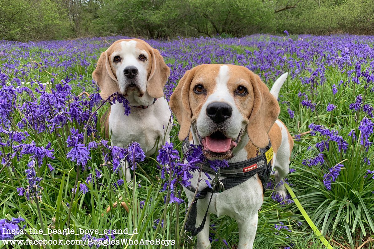 Earper_Jacks's tweet photo. Love these boys 🐶❤️🐶 https://t.co/Jq6XR8DaeV