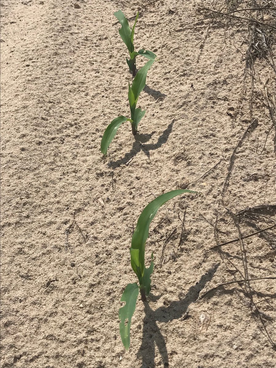 Grasshoppers working on young corn.