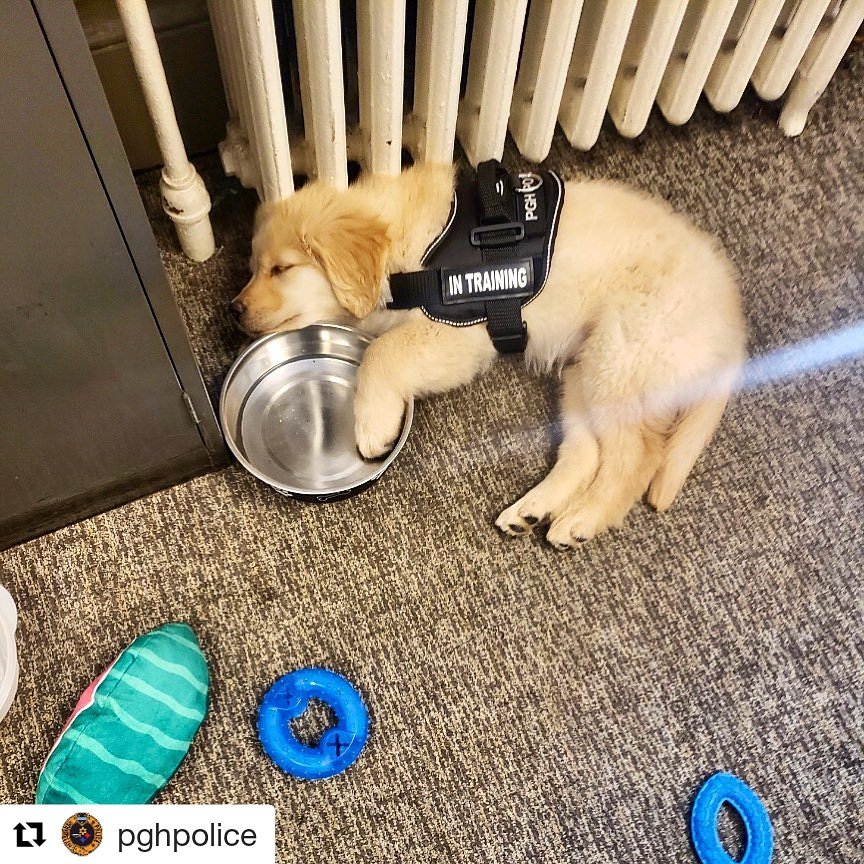 Scott Schubert On Twitter Sometimes It S Ok To Sleep On The Job Especially If You Had A Ruff Day K9 Zane Decided To Take A Short Break During Training He Was Too