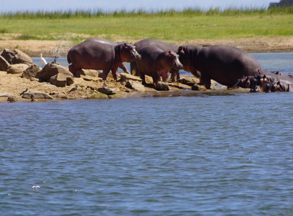 dzimlodge's tweet photo. What you can c on #lakekariba #Kariba #VisitZimbabwe  #Zimbabwe #ElephantSummit2019 #TravelTuesday #Travel #vacations #photography #Africa #Indaba2019 https://t.co/Eulmr0ZSVp