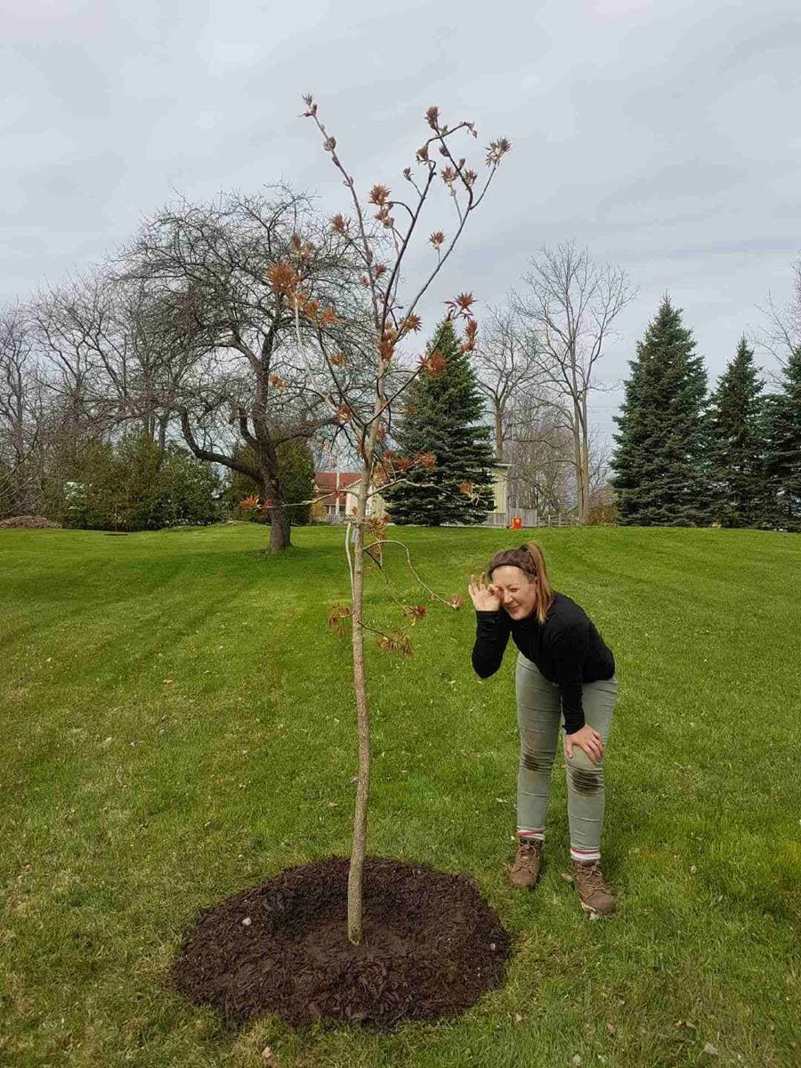 leaf's tweet photo. 👀I spy an Ohio buckeye! 👀

Planted in @georginatown (thanks to the support of @YorkRegionGovt)

#Georgina #YRtrees #springhassprung #signsofspring https://t.co/SoD2liAixR