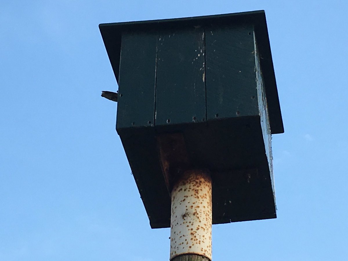 JacquesvdPloeg's tweet photo. Hoe weet  je in een torenvalkkast of er iemand thuis is? Nou, gewoon je staart uitsteken! Gekeken of de laatste 2 eieren ook uit zijn, totaal 6 jongen die elkaar lekker warm houden. Oudste jong 8 dagen. #torenvalk #wrnop #NOP @Sovon @waarneming #muizeneter #braakbal https://t.co/x3GF4Mu0SA
