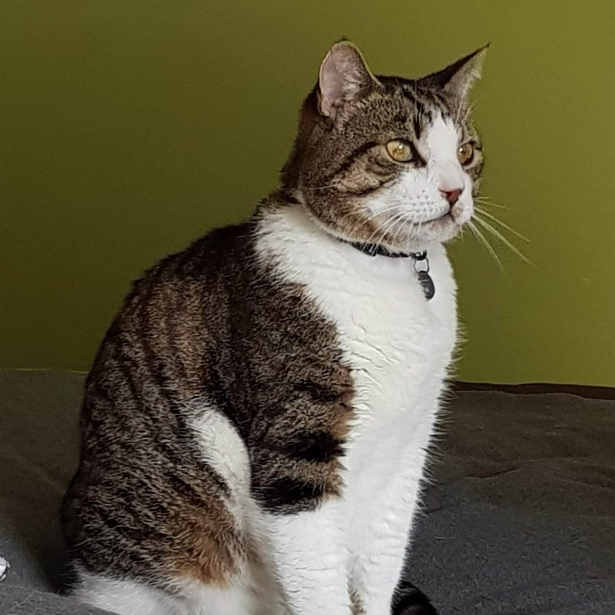AlanDaffern's tweet photo. #HelpFindJames #OneYearMissing male #Tabby and white #cat. A much missed family member. #Lost #Nettleham #Lincoln #LN2 area. James the Cat has only one canine tooth and a black toe pad on right paw . A reward of £100 is offered for her safe return.
Please contact 07437219946 https://t.co/3B7oqHhewd
