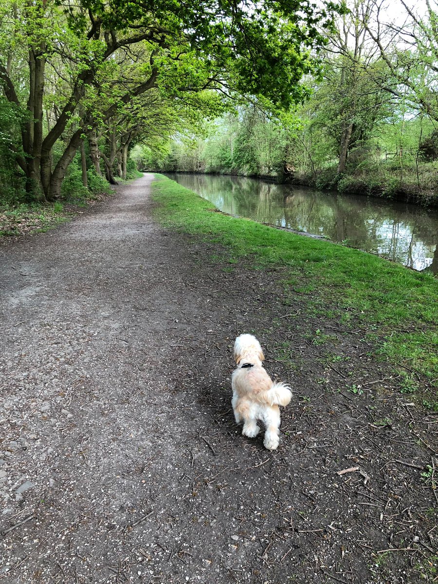 RacemeadowDog's tweet photo. A lovely walk after a busy day at school. Molly went to meet some of the other local headteachers today. https://t.co/LjgUrZWCz7